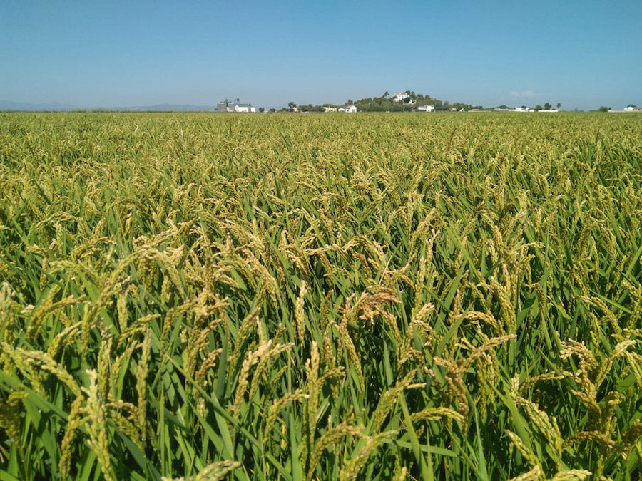 ¿Conoces las distintas fases del cultivo del arroz?