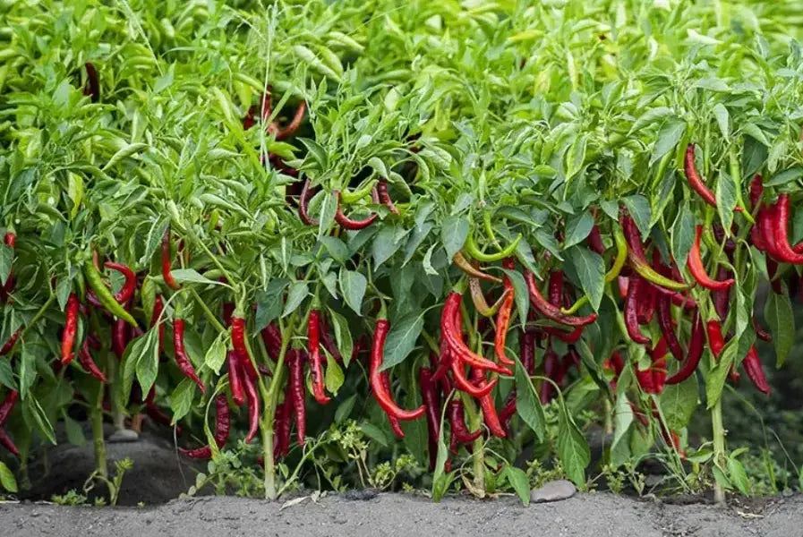 ¿Por qué elegir el pimentón de la Vera ecológico? Beneficios ecológicos y sociales